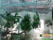 le ha vina cung cap 2000m2 luoi che nang phong lan cho anh lam o da lat 1