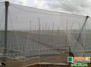 co nen dung luoi chong con trung gia re khong 2