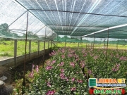 luoi che lan dai loan co tot khong 6