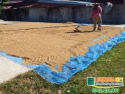 le ha vina cung cap 1000m2 luoi phoi lua cho dien o soc trang 1