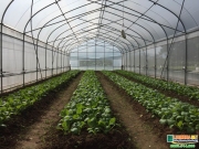 luoi chan con trung nha kinh bi quyet tang doanh thu cho nong ho 2