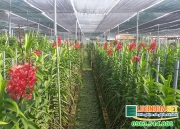 luoi che lan bi quyet che nang hoan hao cho nguoi trong lan 1