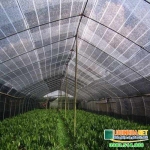 tim hieu cac loai luoi chong nang tai thi truong viet nam 1