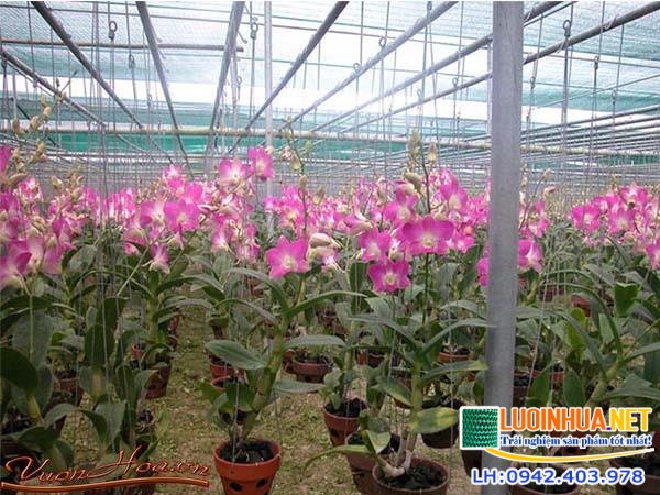 Giá lưới che nắng rất rẻ