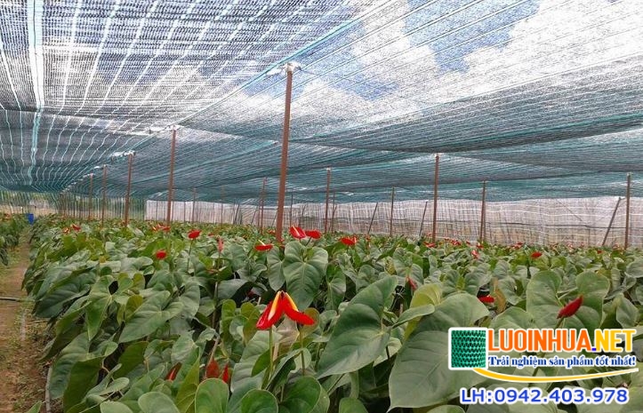 Lưới che nắng bán ở đâu