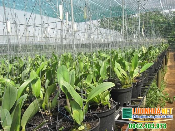 Có nên dùng lưới che nắng cho lan không