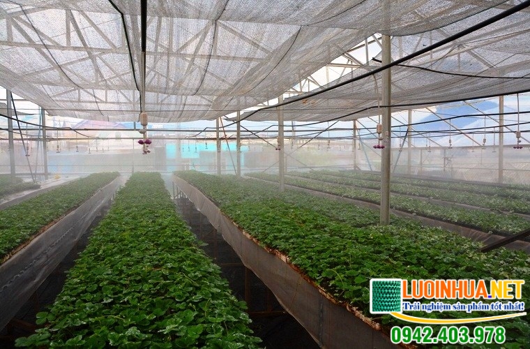 Hiệu quả kinh tế của lưới chắn côn trùng trồng rau