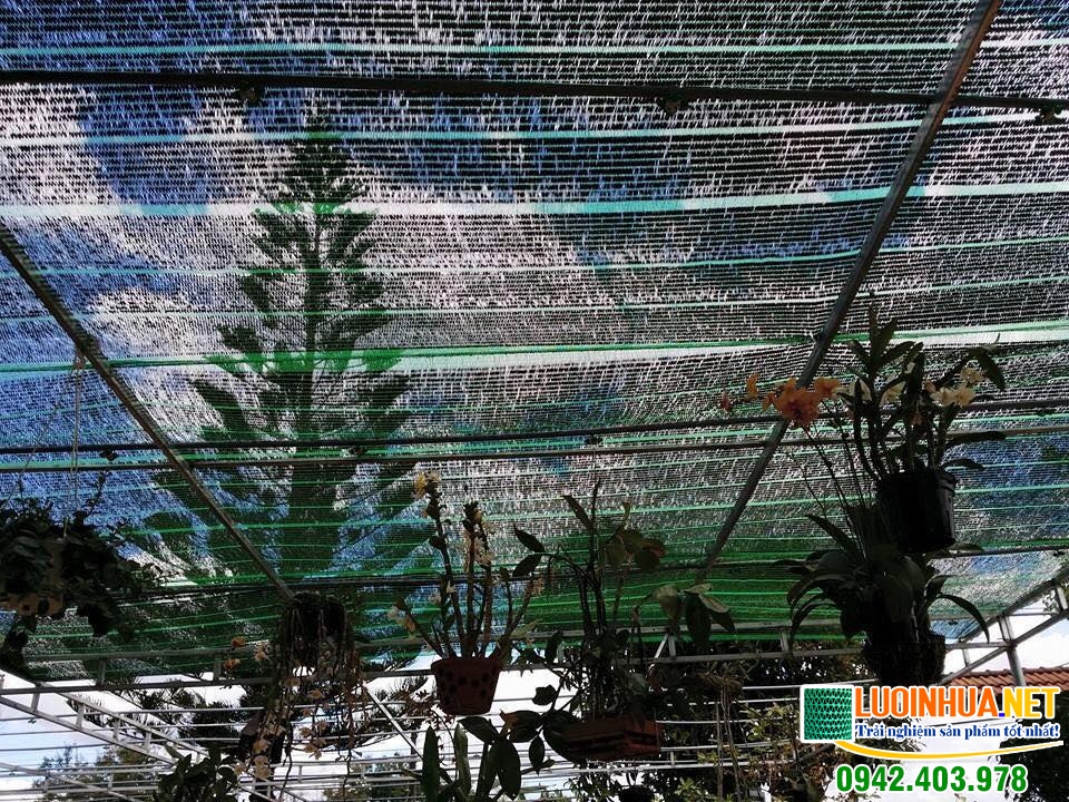 Ánh nắng ảnh hưởng trực tiếp đến sự phát triển của cây lan