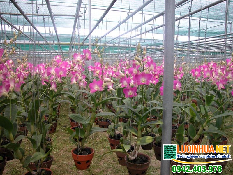 Lê Hà Vina giao hàng tận nơi 2000m2 lưới che nắng cho anh Lâm