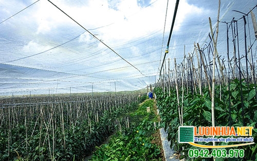 Có nên dùng lưới chống côn trùng giá rẻ không