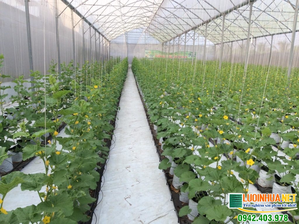 Lưới chống côn trùng giá rẻ là gì