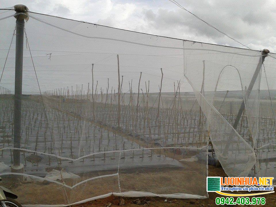 Lưới chống côn trùng chống côn trùng rất hiệu quả