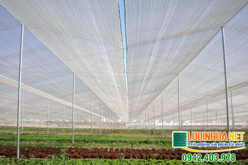 Cung cấp 500m2 lưới chống côn trùng cho chị Thúy