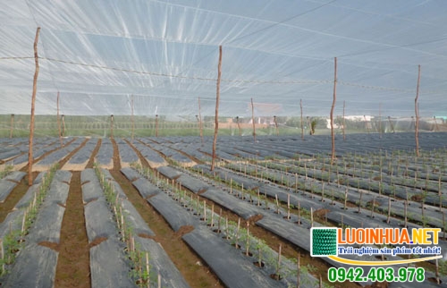 Lê Hà Vina cung cấp 1.000 mét vuông lưới chống côn trùng chất lượng theo yêu cầu của chị Huệ