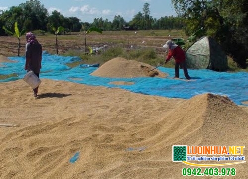 Hàng chục tấn lúa ướt nhem vì mưa gió thất thường