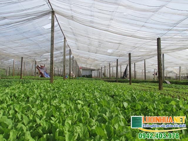 Những ưu điểm nổi bật của lưới trồng rau sạch