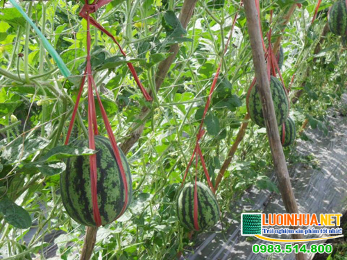 Hướng dẫn cách dùng lưới làm giàn dưa leo