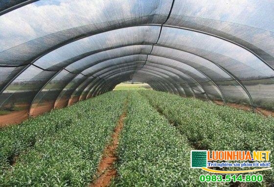 Tại sao chị Ngọc biết đến công ty Lê Hà Vina?