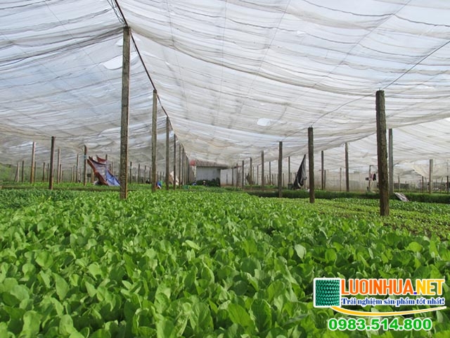 Lý do nên sử dụng lưới trồng rau sạch
