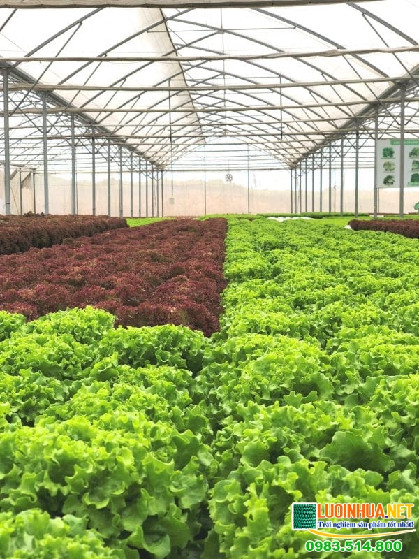 Lưới chắn côn trùng nhà kính bí quyết tăng doanh thu cho nông hộ