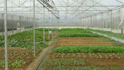 Mua lưới mesh Hàn Quốc chắn côn trùng ở đâu