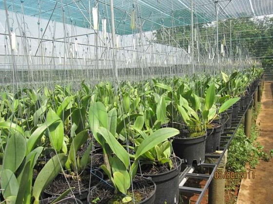 Ưu điểm của lưới che lan