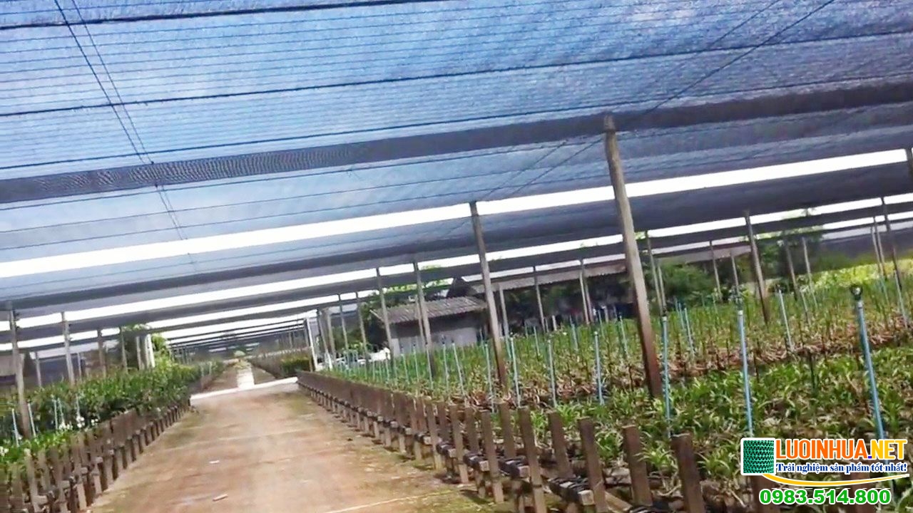 Lưới che mát sân vườn chi phí thấp hiệu quả cao