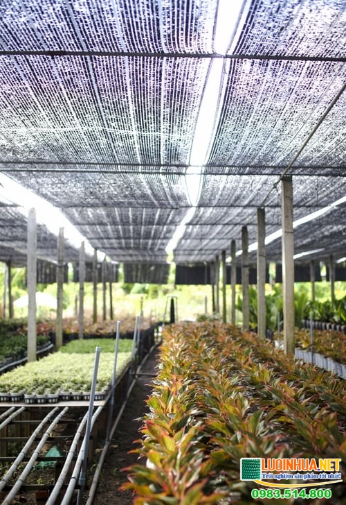 Ứng dụng của lưới chống nắng 70%