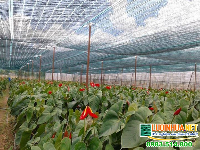 Mua lưới che mát sân vườn tại công ty Lê Hà Vina