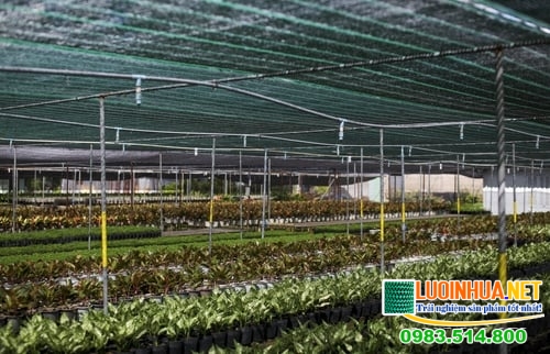Vấn đề giá lưới lan che nắng trên thị trường hiện nay