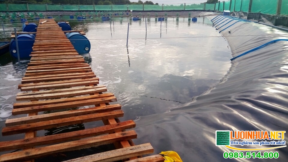 Hướng dẫn nuôi tôm ao bạt chi tiết