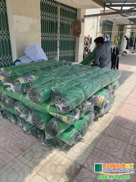 Trồng chuối xuất khẩu mang lại lợi nhuận lớn