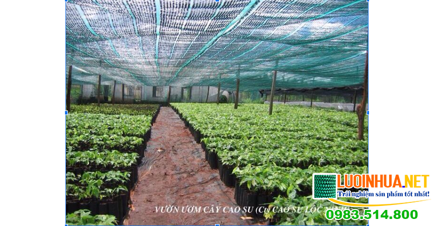 Ứng dụng đa dạng của lưới che nắng Hàn Quốc