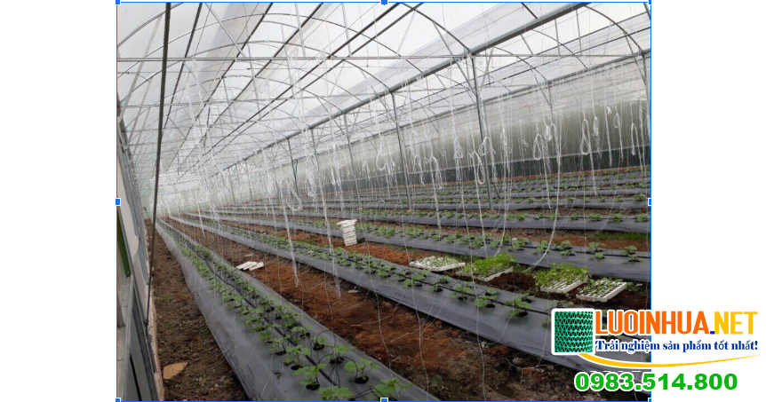 Mua lưới che nắng Hàn Quốc uy tín ở đâu