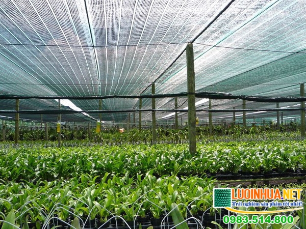 Sử dụng lưới che nắng cho cây trồng