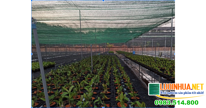 Ánh sáng ảnh hưởng đến cây trồng