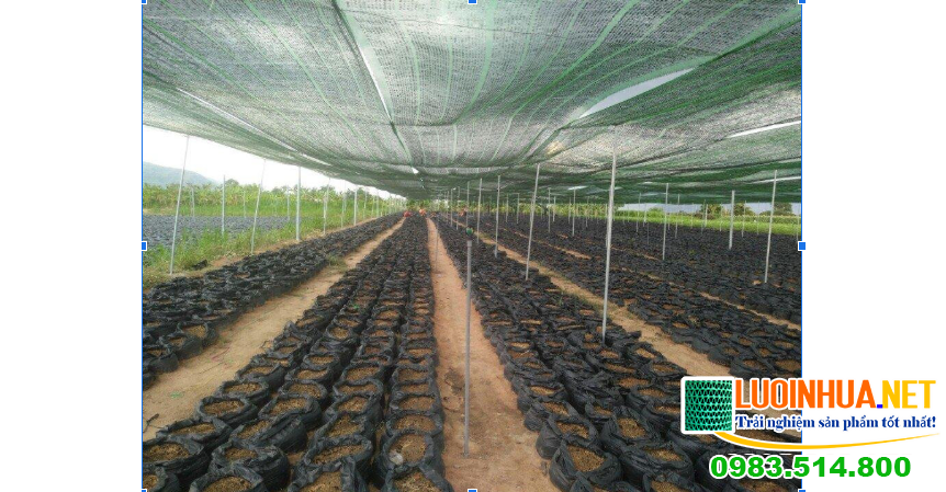 Lợi ích của sử dụng lưới che nắng