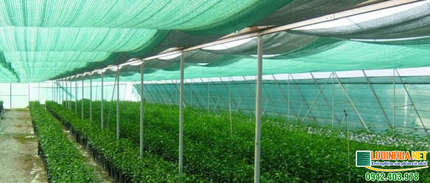 Cung cấp lưới trồng rau cho chị Trần Thị Thường ở Long Biên, Hà Nội