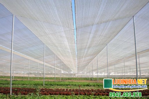 Nên sử dụng lưới chắn côn trùng hay thuốc trừ sâu