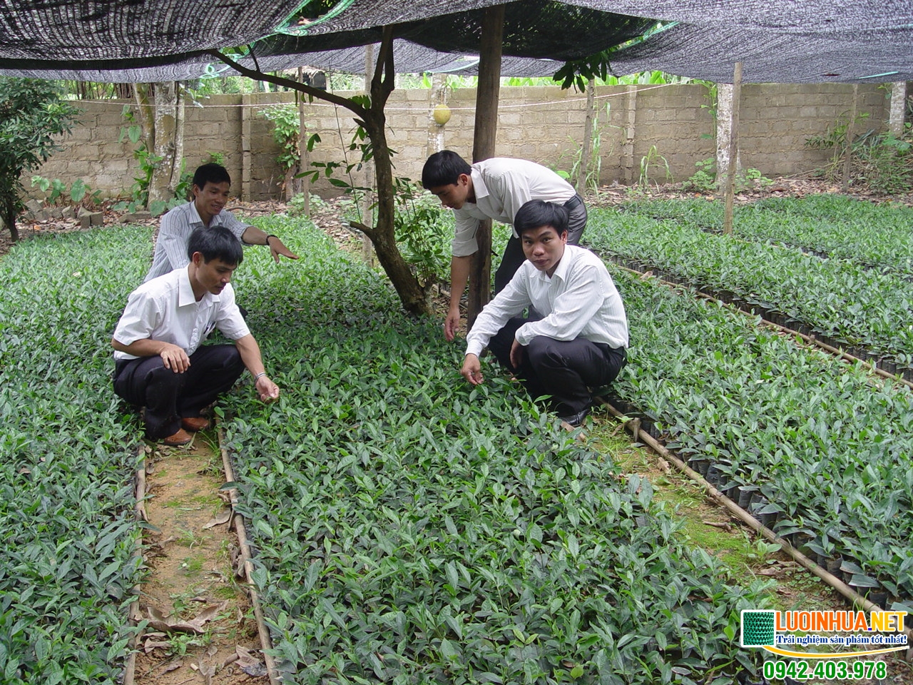 Lưới chống nắng vườn ươm