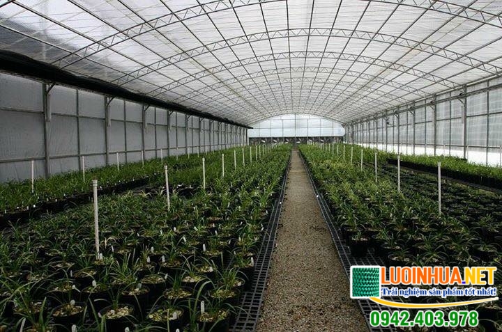 Lưới che giàn Đài Loan