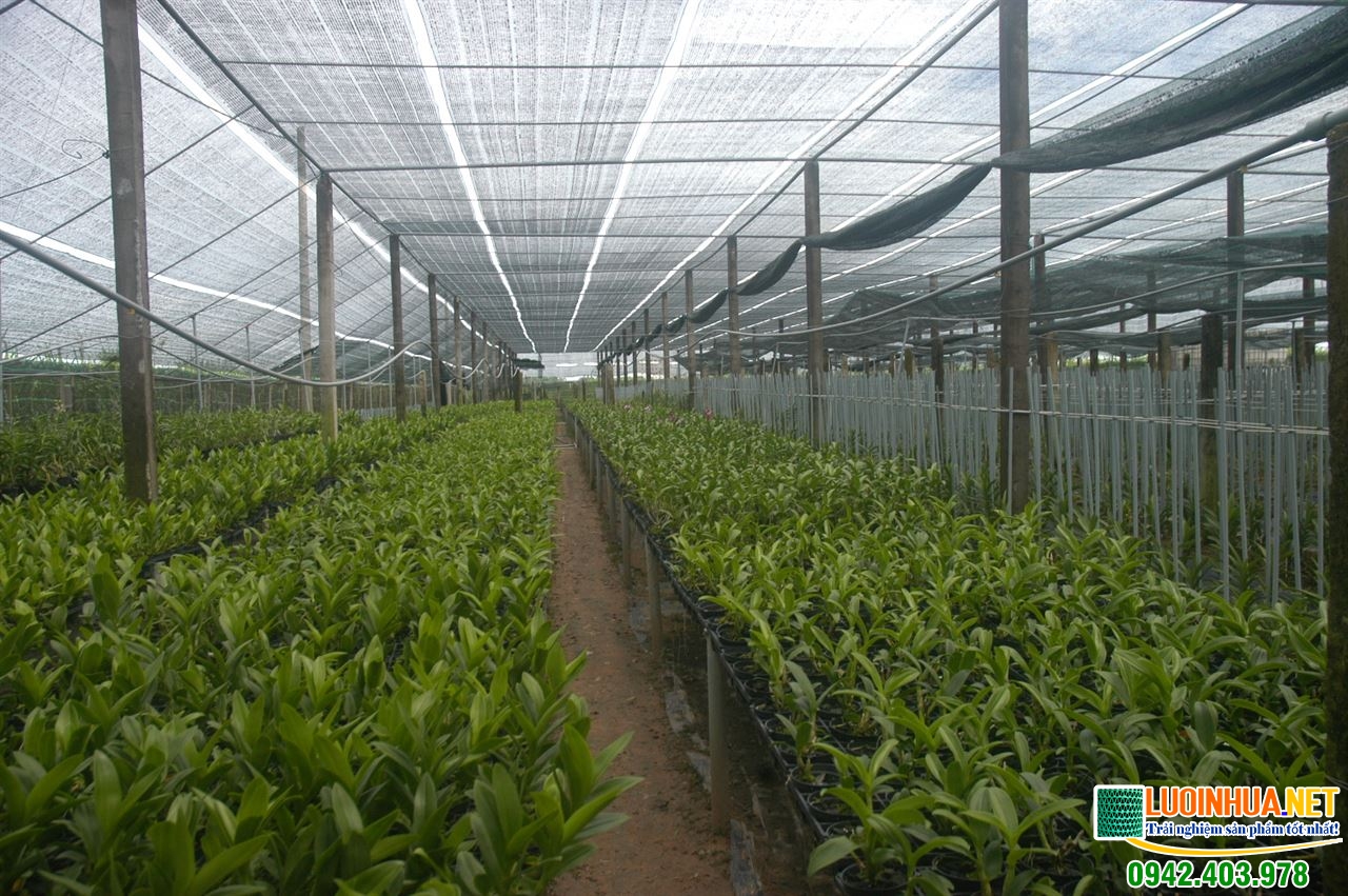 Lưới che giàn Đài Loan là gì