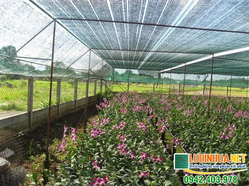 Nên mua lưới che giàn Đài Loan ở đâu