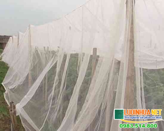 Lưới mesh là gì