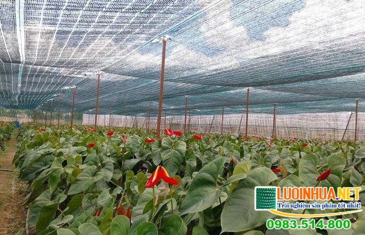 Những ưu điểm của lưới chống nắng Đài Loan